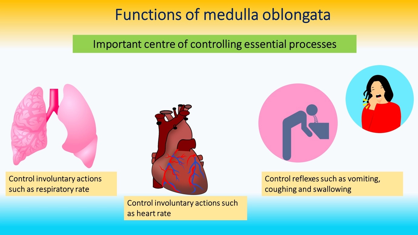 Medulla Oblongata - features and functions – Human Nervous Coordination - A brief overview