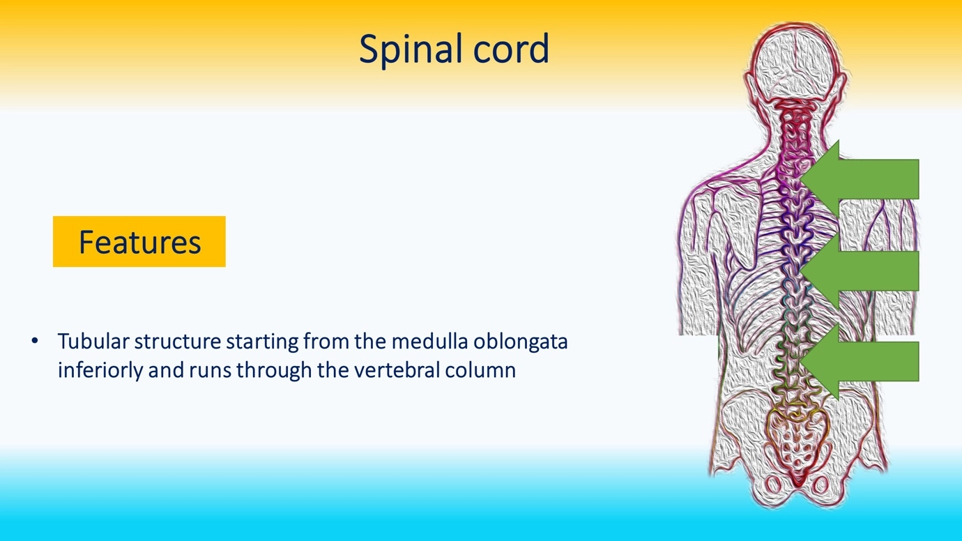 Spinal cord – Human Nervous Coordination - A brief overview