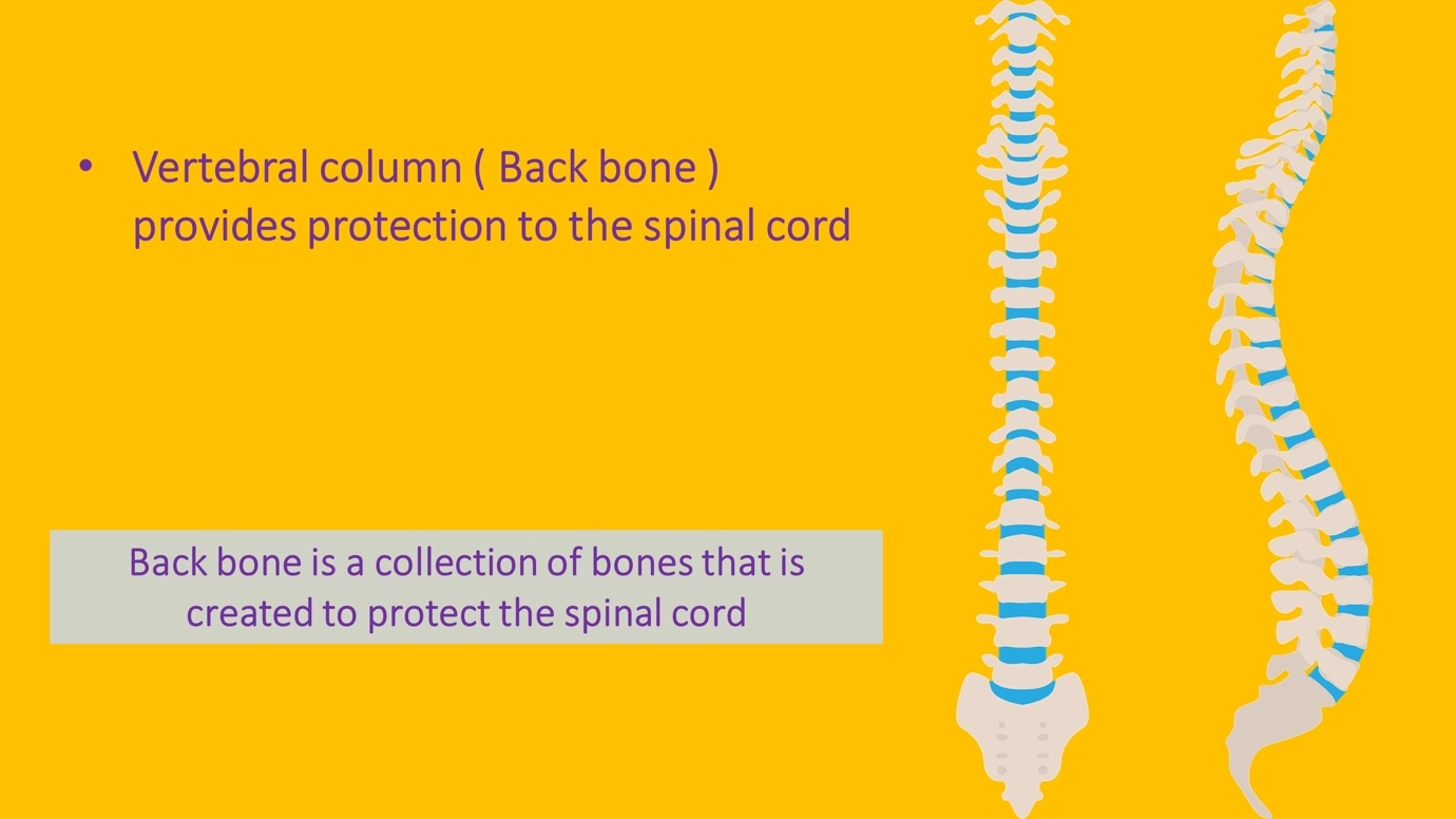 Spinal cord – Human Nervous Coordination - A brief overview