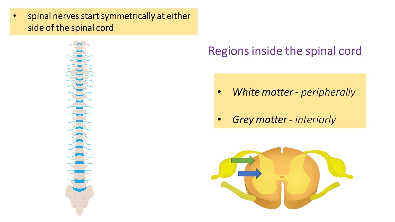 Spinal cord – Human Nervous Coordination - A brief overview