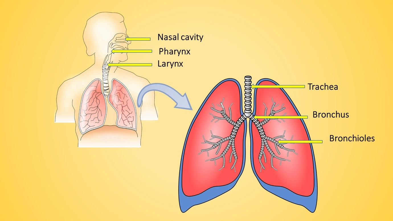 What are the main organs of the respiratory system? - Anatomy of the respiratory system – Human Respiratory System - a bri...