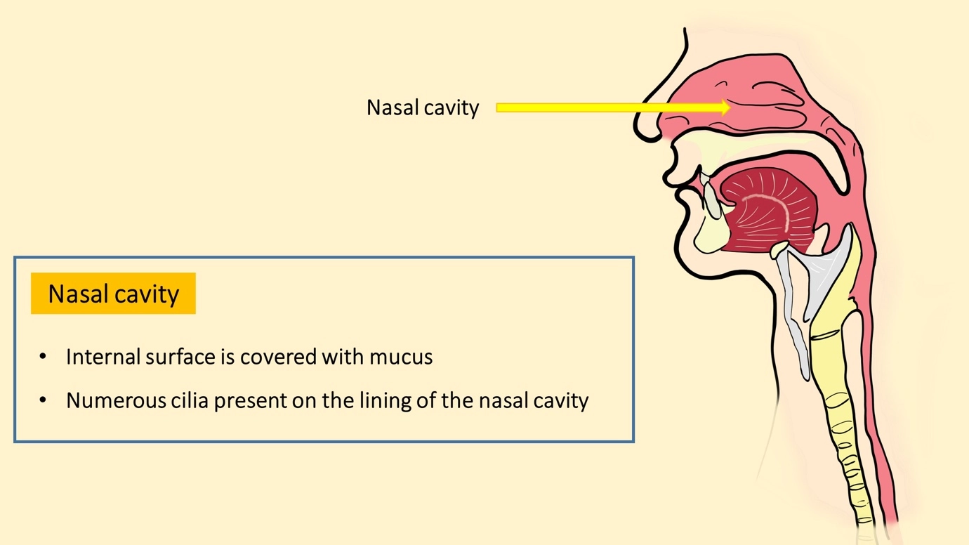 What is the function of the nasal cavity in the respiratory system? – Human Respiratory System - a brief overview of anato...