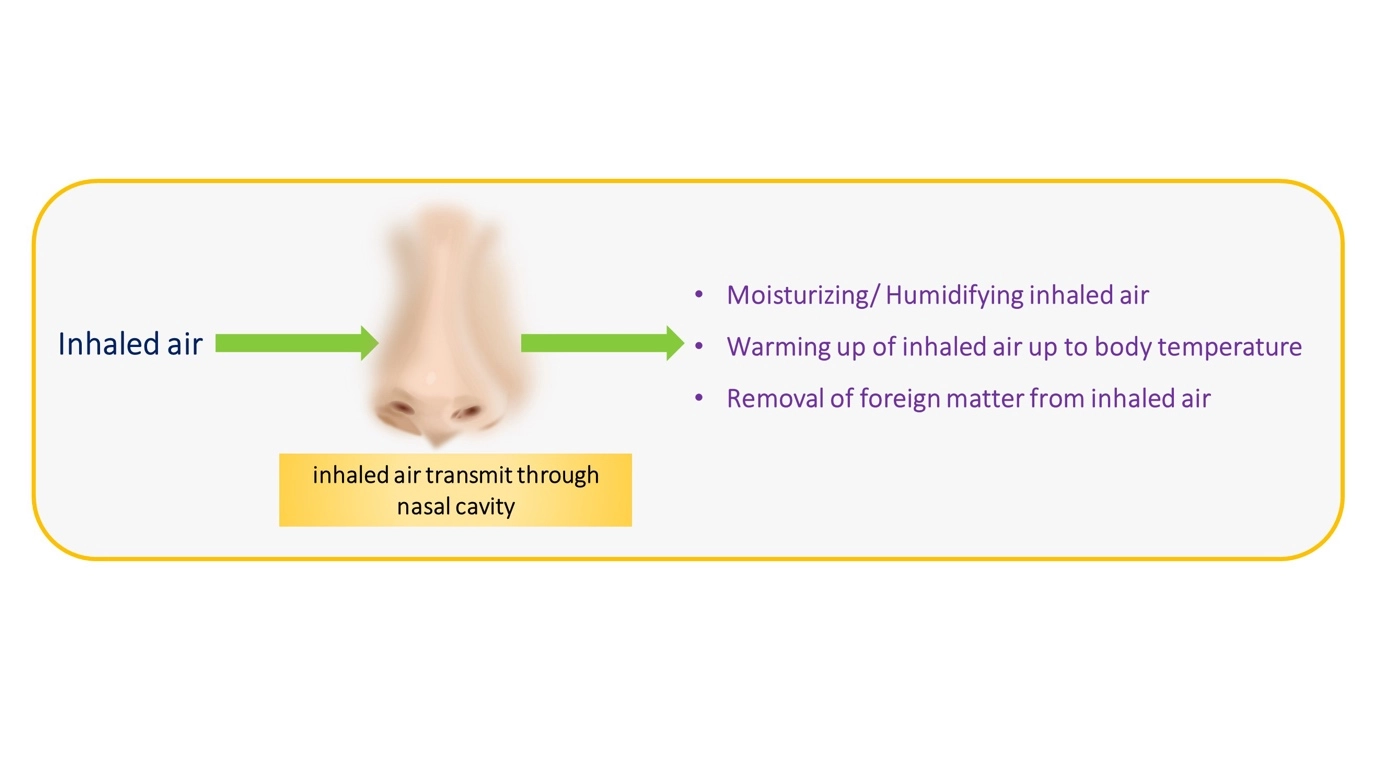 What happens to the air which enters the nose? – Human Respiratory System - a brief overview of anatomy and physiology