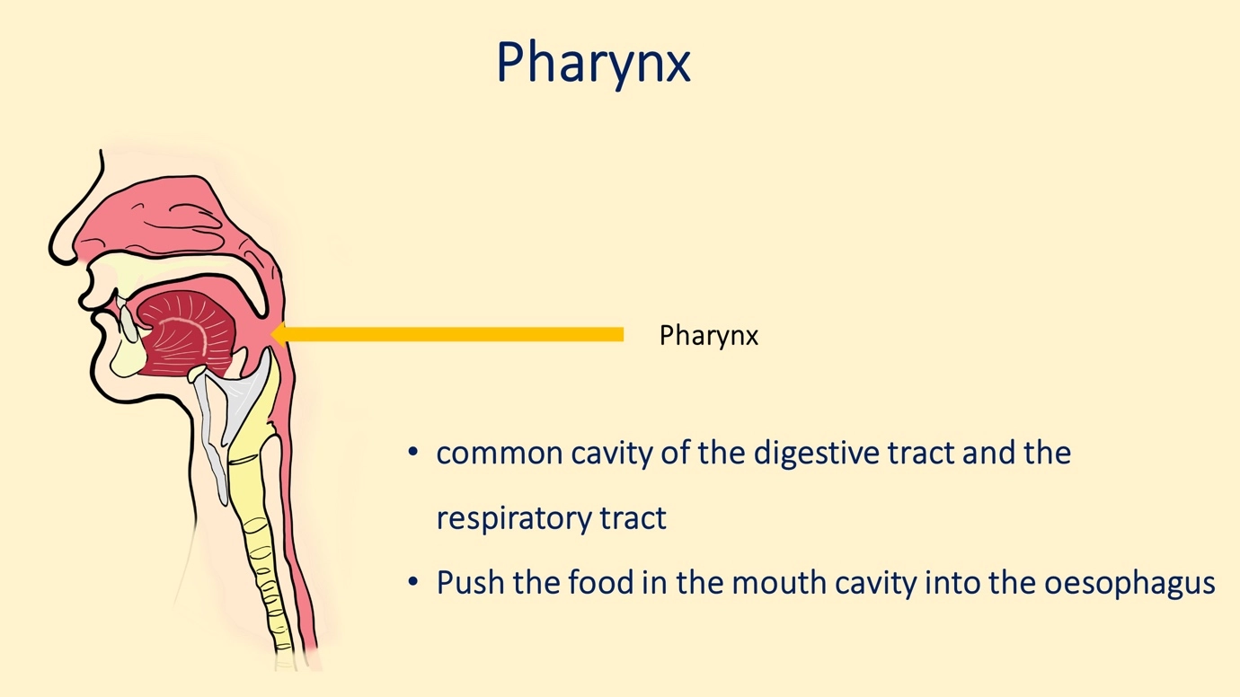 What is the main function of the pharynx? – Human Respiratory System - a brief overview of anatomy and physiology