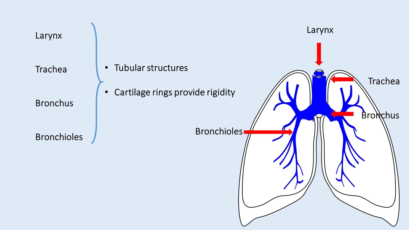 What is the relationship between the larynx, trachea, bronchi, bronchioles, and alveoli? – Human Respiratory System - a br...
