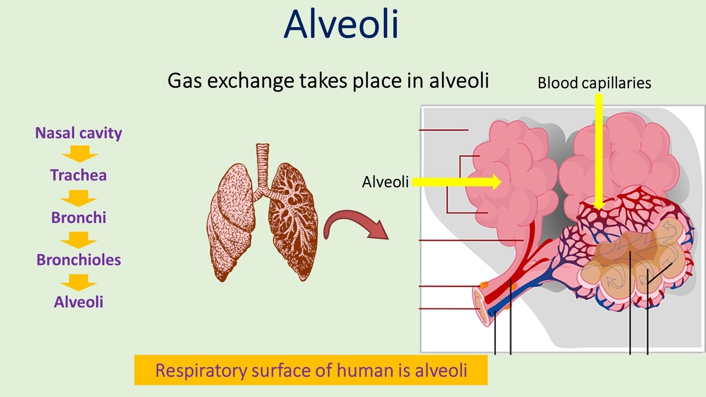 What is the relationship between the larynx, trachea, bronchi, bronchioles, and alveoli? – Human Respiratory System - a br...