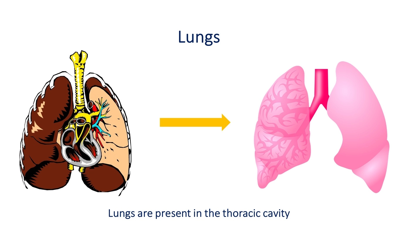Lungs – Human Respiratory System - a brief overview of anatomy and physiology