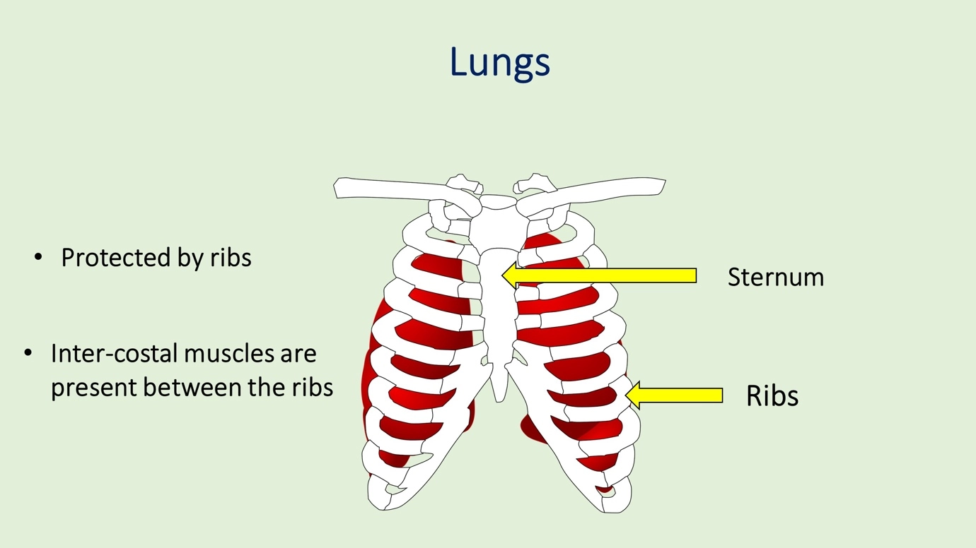 Lungs – Human Respiratory System - a brief overview of anatomy and physiology