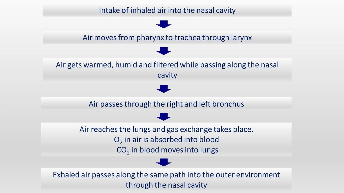 Physiology of respiratory system simplified - step by step diagram – Human Respiratory System - a brief overview of anatom...