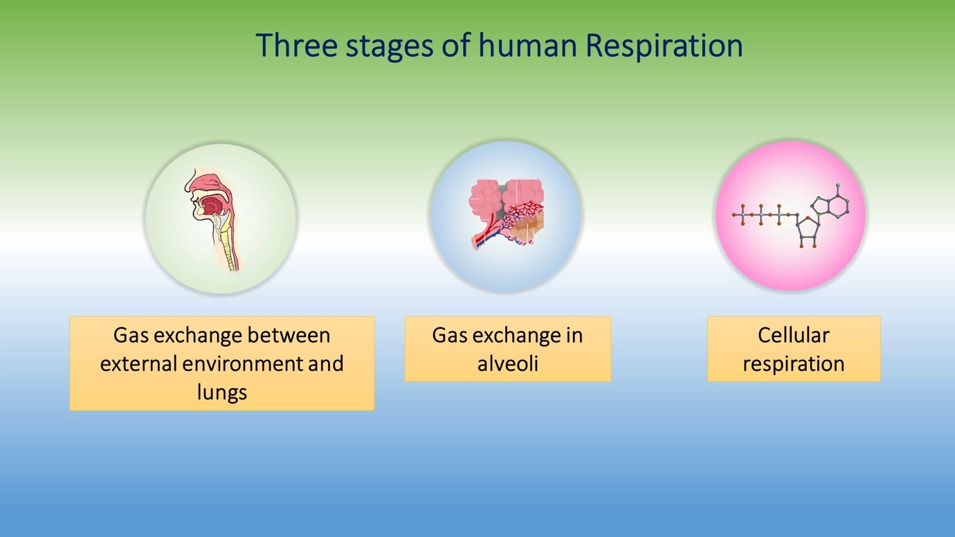 What are the three stages of human respiration? – Human Respiratory System - a brief overview of anatomy and physiology
