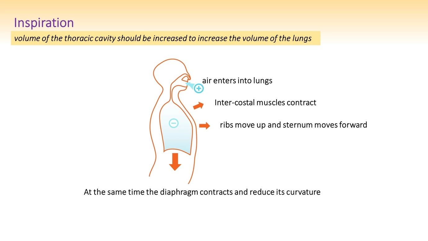 How do you inhale? What happens when you inhale? – Human Respiratory System - a brief overview of anatomy and physiology