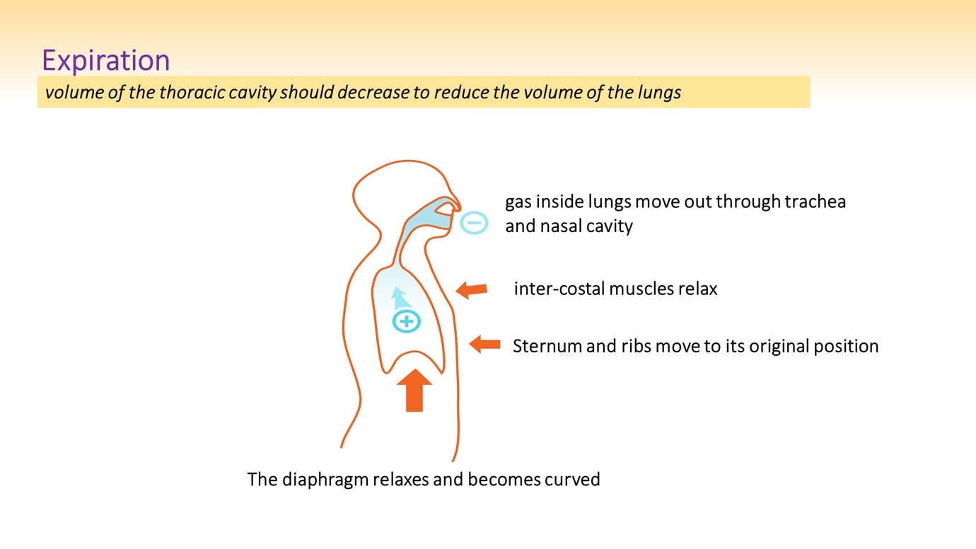 How do you exhale? What happens when you exhale? – Human Respiratory System - a brief overview of anatomy and physiology