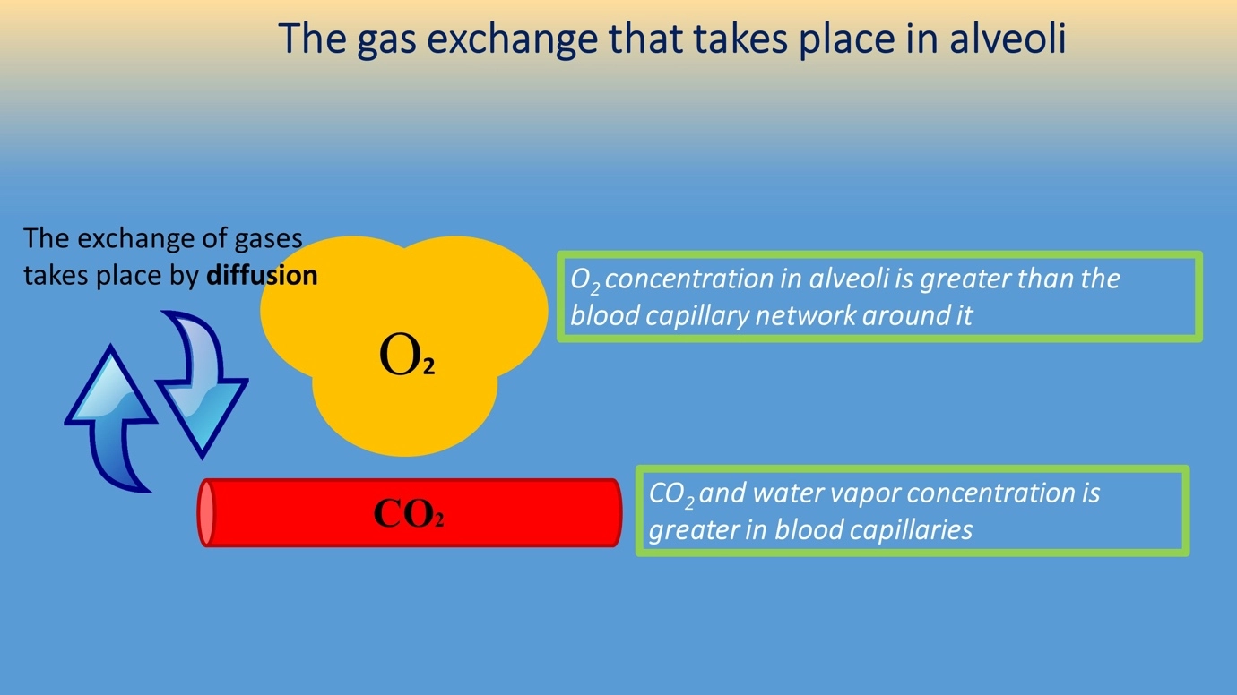 Gas exchange in the respiratory surface – Human Respiratory System - a brief overview of anatomy and physiology