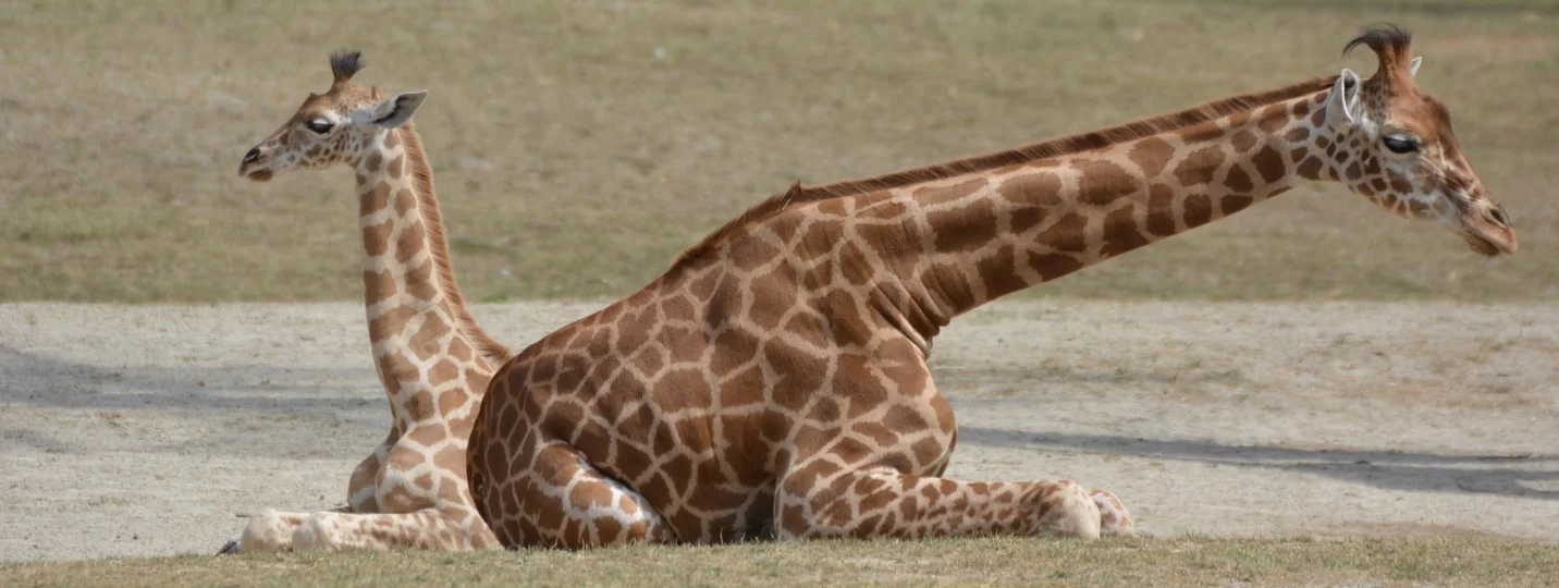 Giraffe – Largest animals in the world