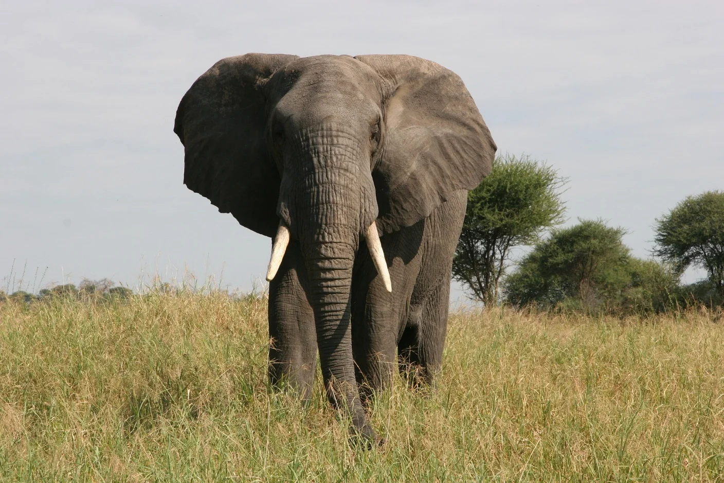 African elephants – Largest animals in the world