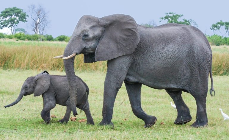  Largest animals in the world