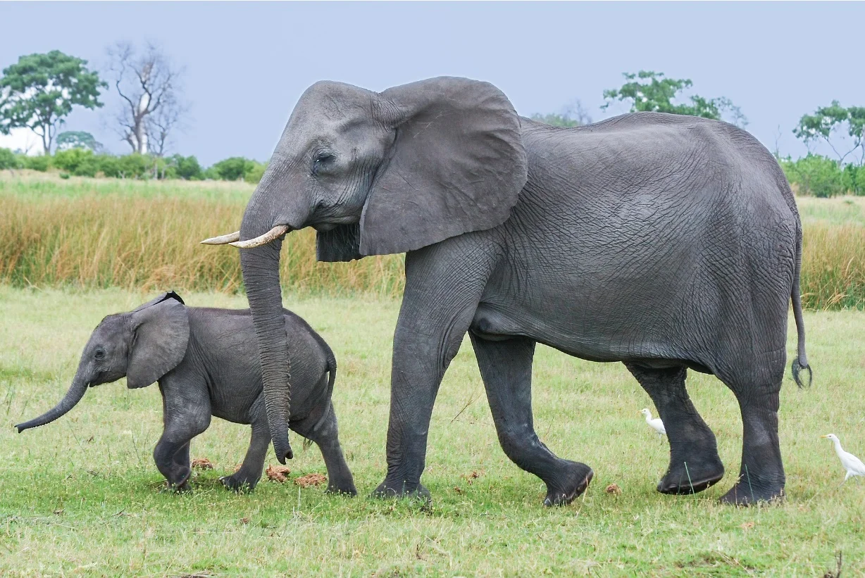 Largest animals in the world