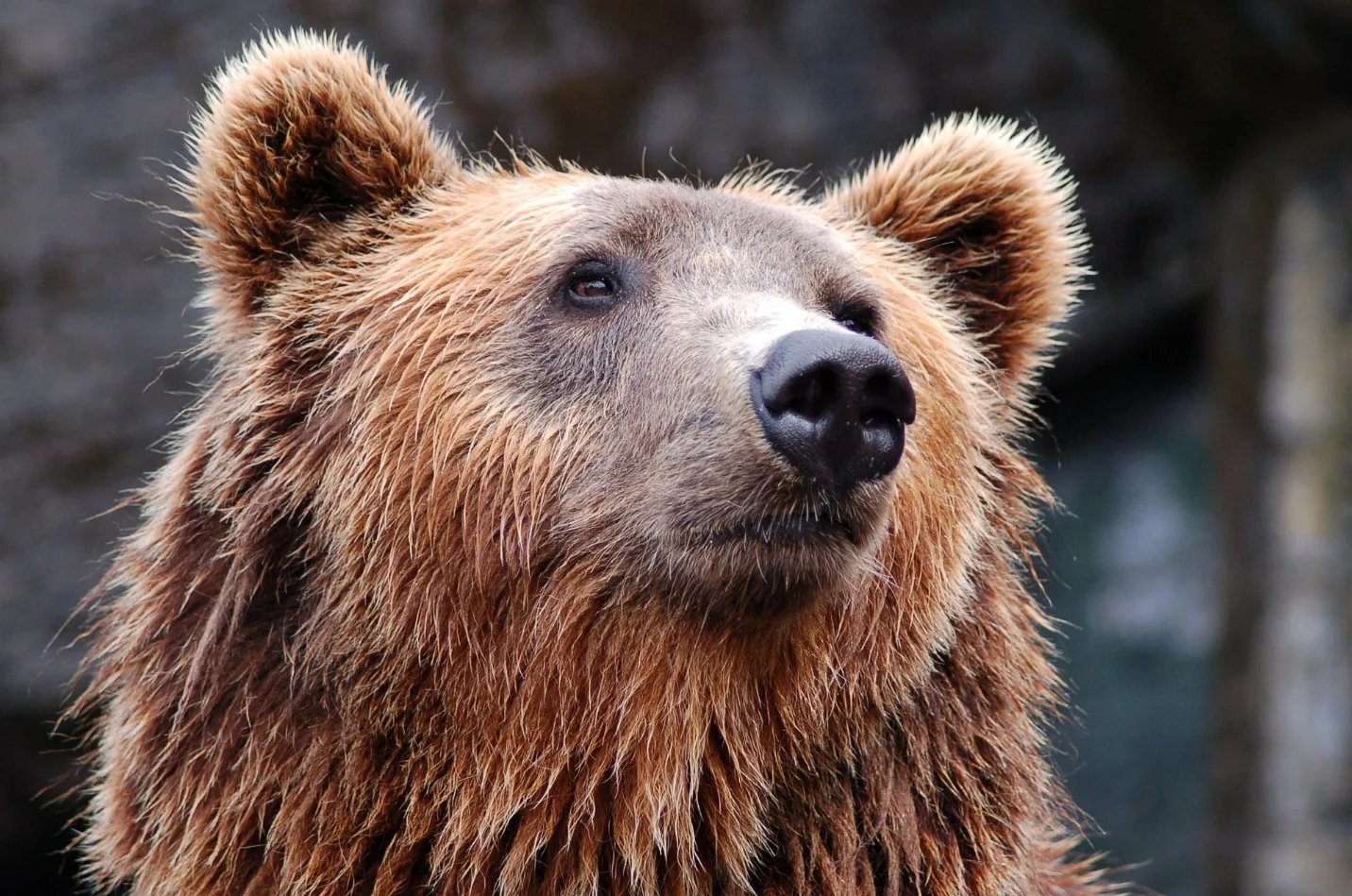 Brown Bears – Largest animals in the world