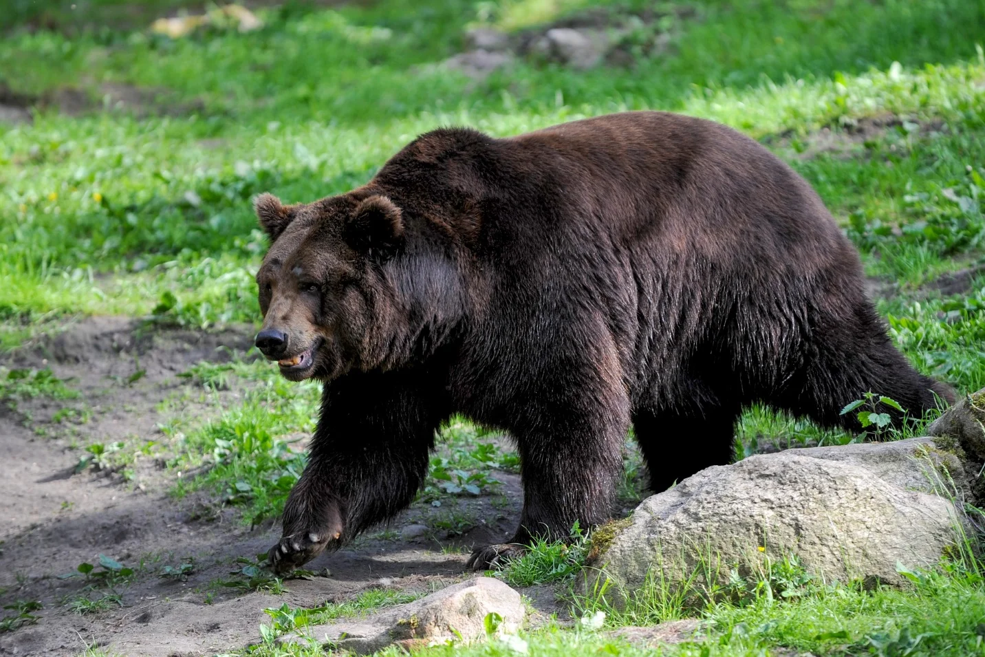 Brown Bears – Largest animals in the world