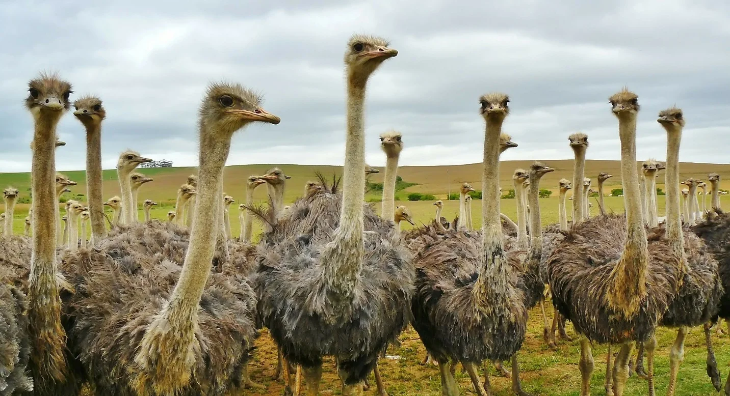 Ostrich – Largest animals in the world
