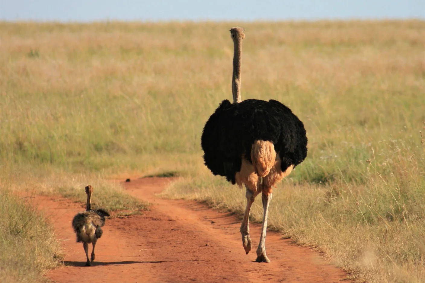 Ostrich – Largest animals in the world