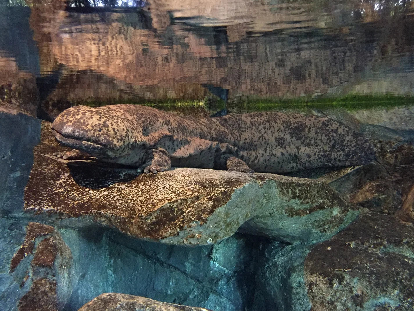 Chinese Giant Salamander – Largest animals in the world