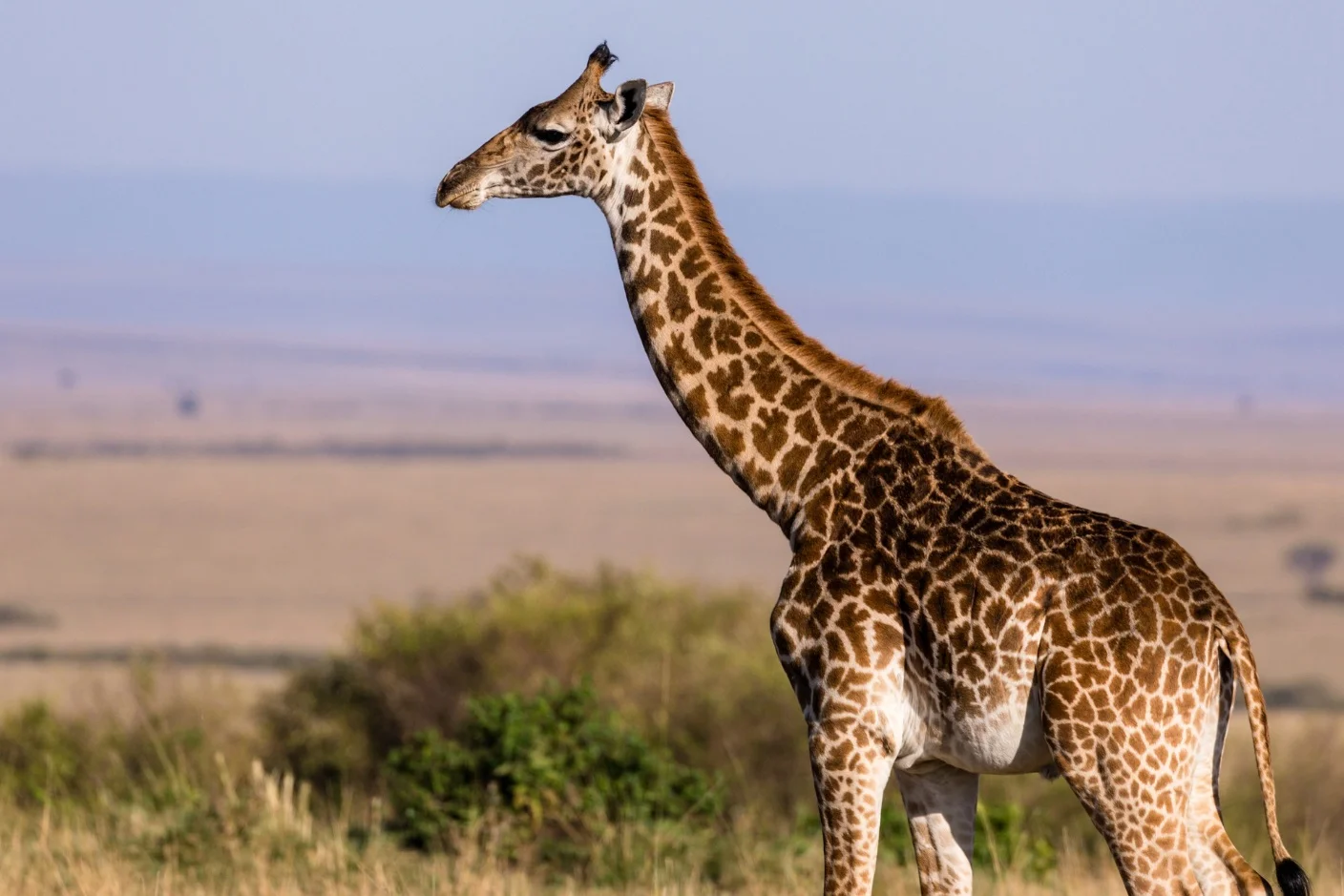 Giraffe – Largest animals in the world