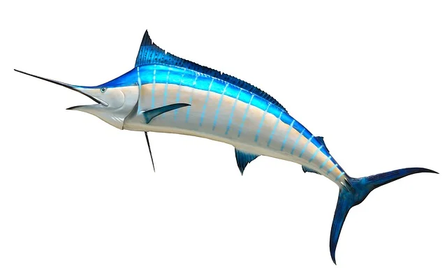 Blue Marlin Taxidermy Fish Fishing - paulbr75 / Pixabay