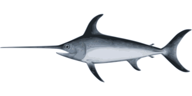 Sailfish Species Underwater - Clker-Free-Vector-Images / Pixabay