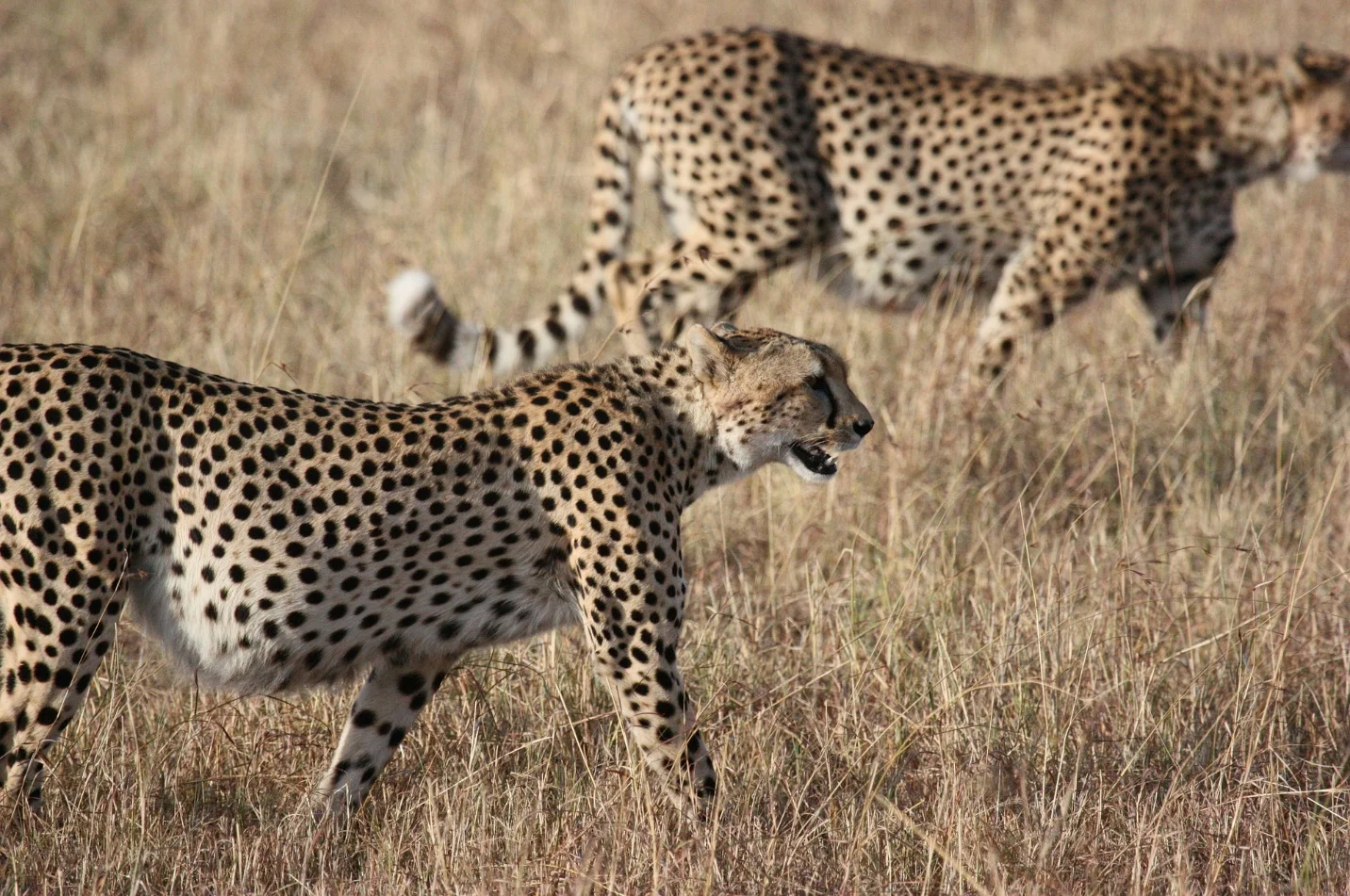 The Fastest Animals in the Planet