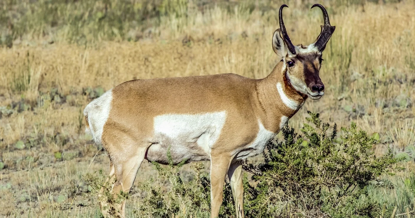Pronghorn – The Fastest Animals in the Planet