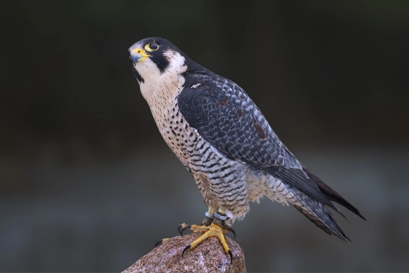 Peregrine Falcon – The Fastest Animals in the Planet