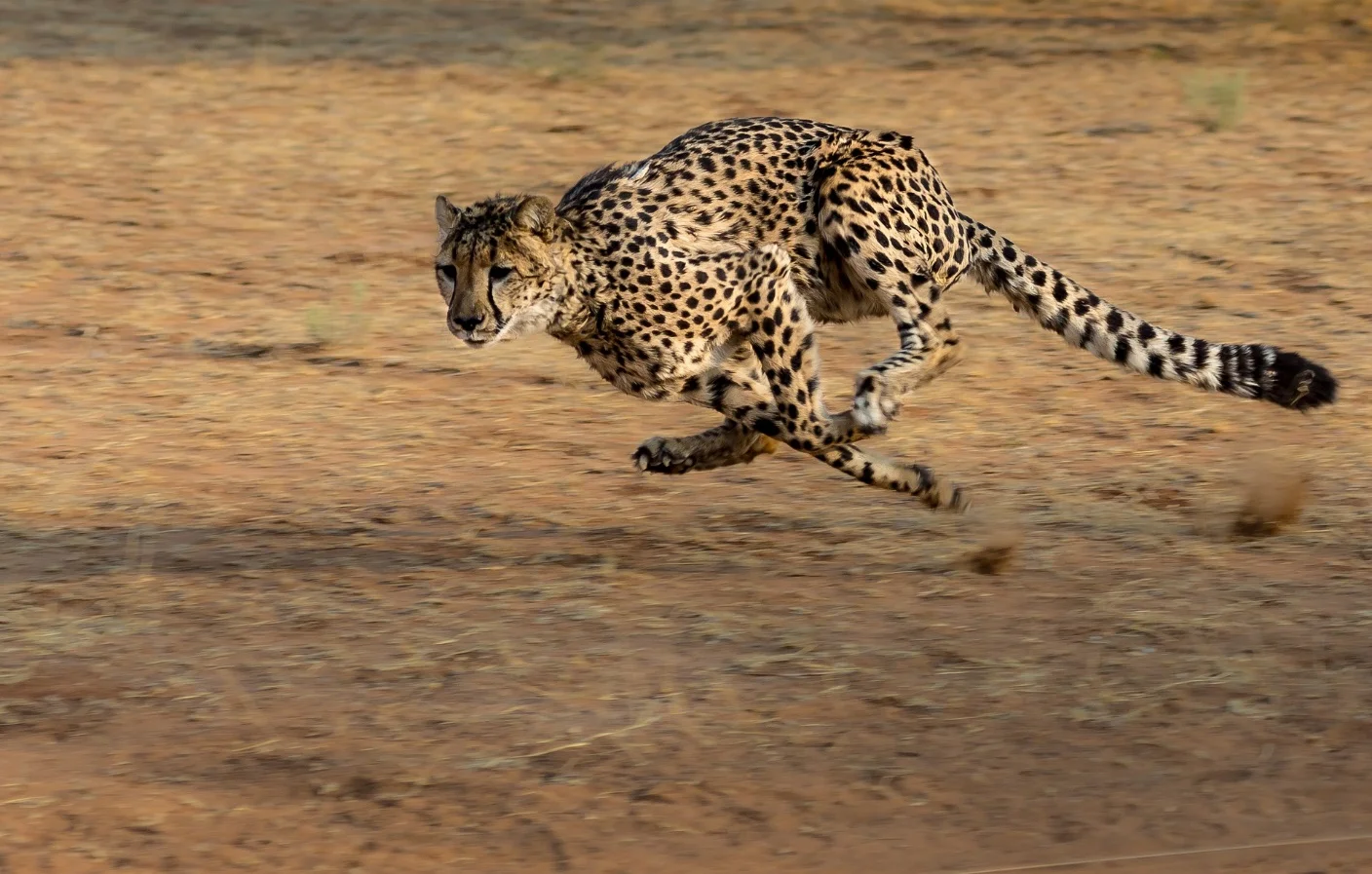 Cheetah – The Fastest Animals in the Planet