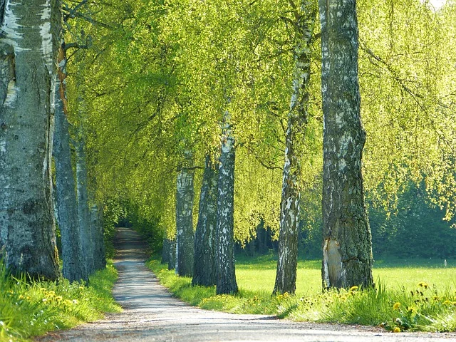 Trees Birch Trees Avenue Path - silviarita / Pixabay