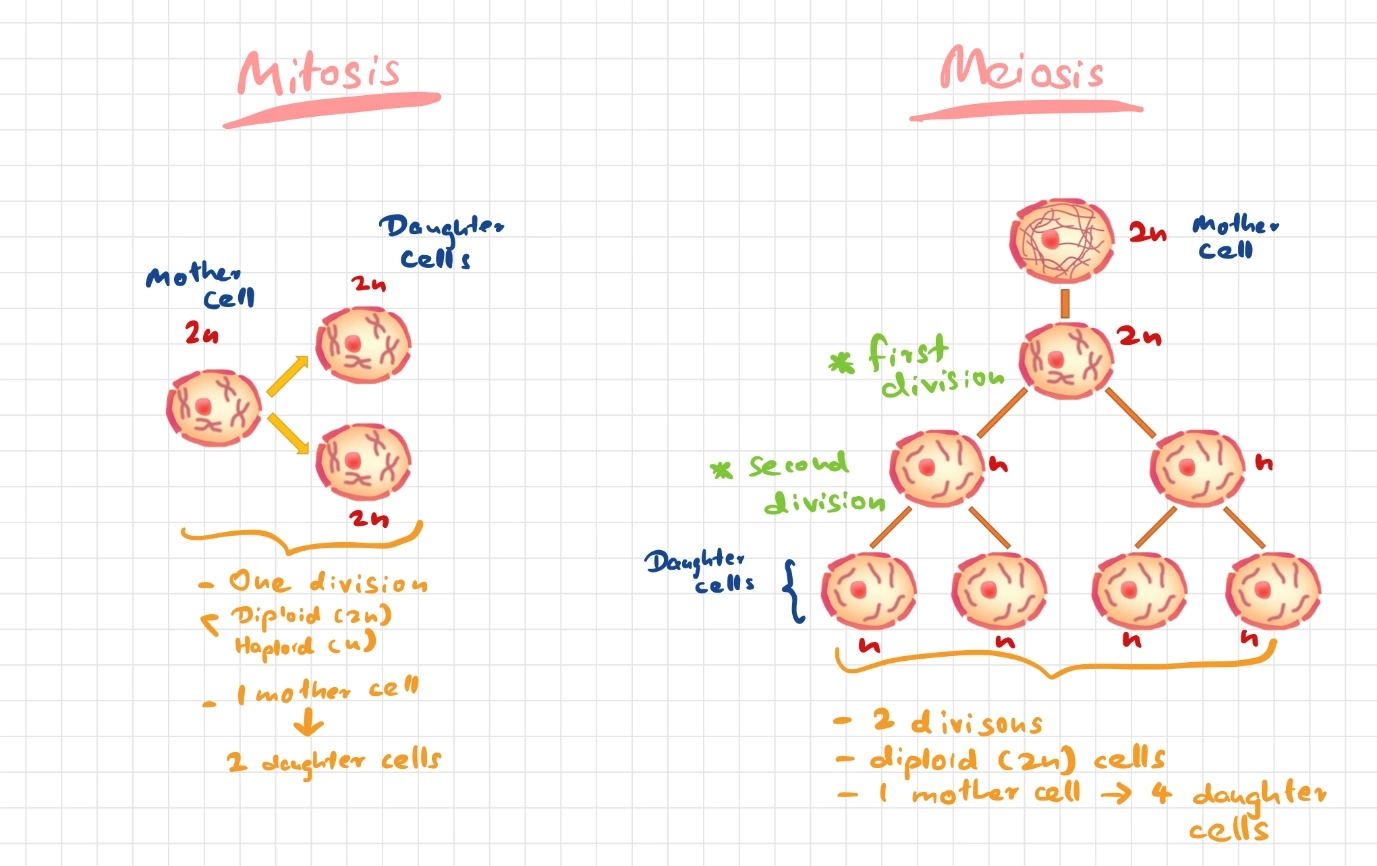 Mitosis – Revise with comparisons for GCSE science – Easy revision tips
