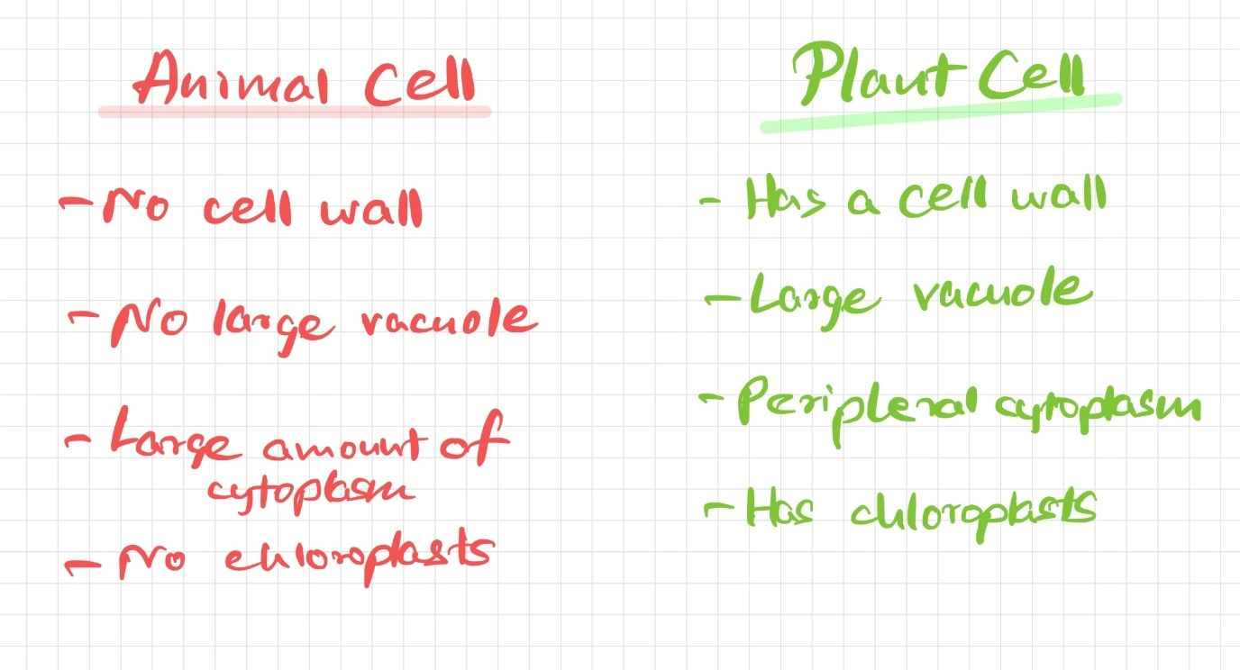 Plant cell – Revise with comparisons for GCSE science – Easy revision tips
