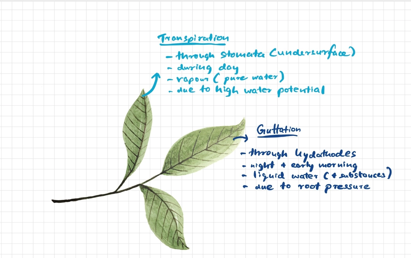 Revise with comparisons for GCSE science – Easy revision tips