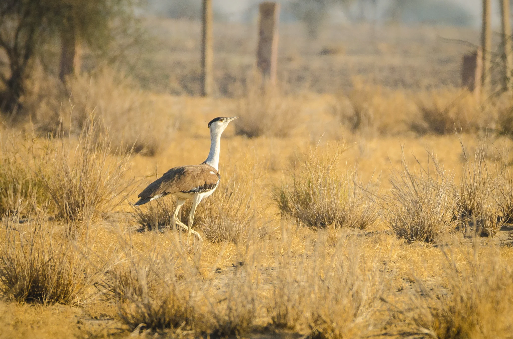 The great Indian bustard - the largest bird in India