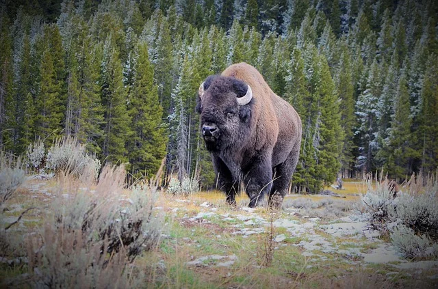 Bison Buffalo Bull Animal Prairie - mkarnis / Pixabay
