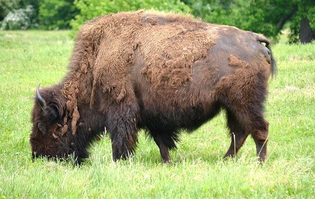 Buffalo Animal Bison Mammal  - DebbieJackson15 / Pixabay