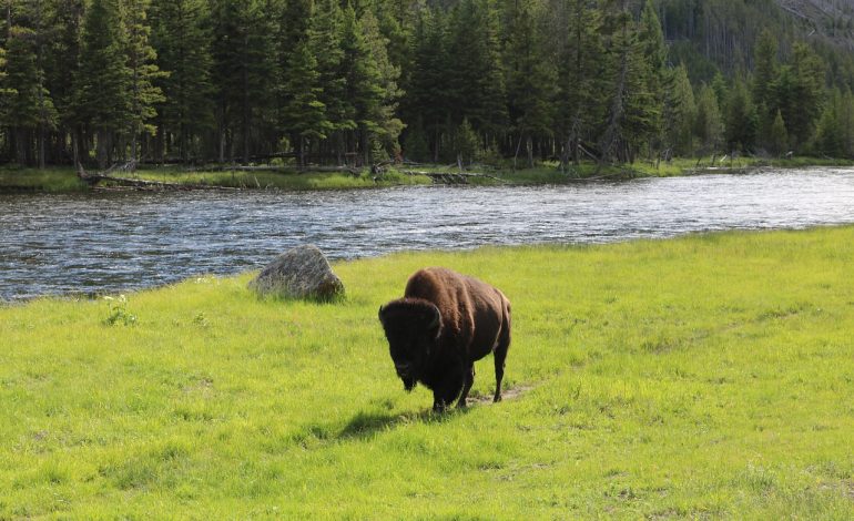  Biggest animal in North America- the American bison