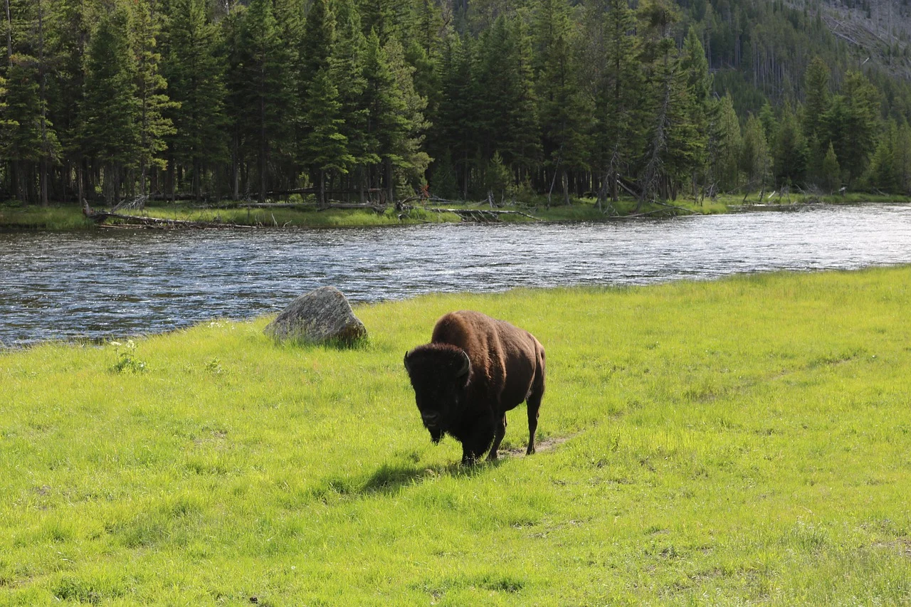 Biggest animal in North America- the American bison