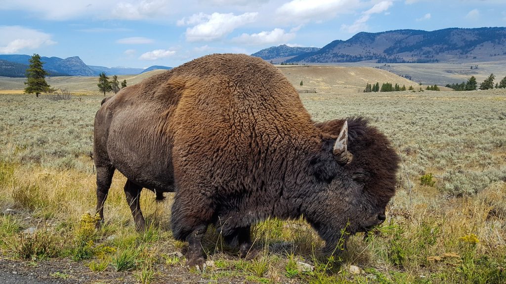 Buffalo Bison Animal Horns Prairie  - tegawi / Pixabay