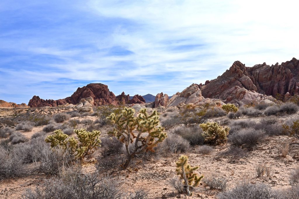 Desert Cactus Valley Of Fire Usa  - jdblack / Pixabay