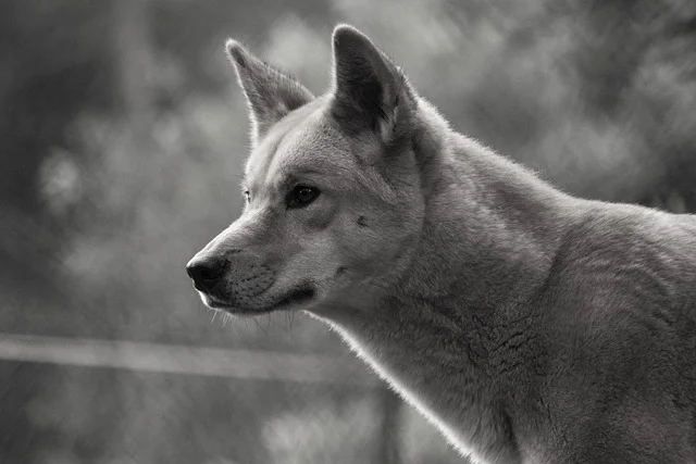 Dingo Dog Canine Australia Wild  - Storme22k / Pixabay