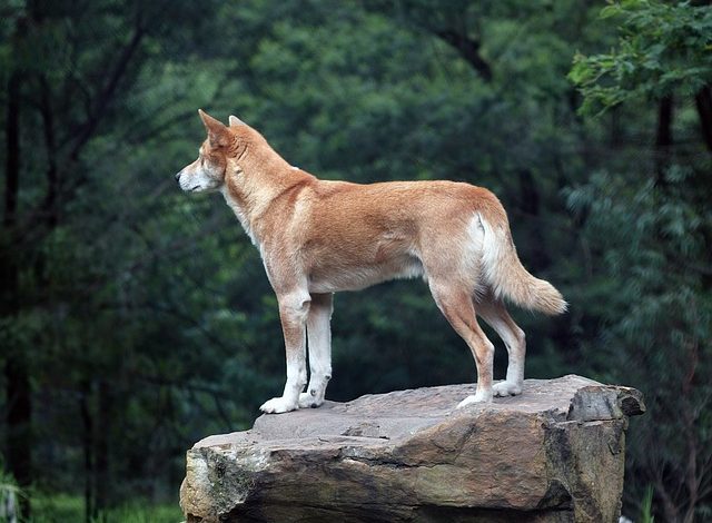  Largest land predator in Australia- the dingo