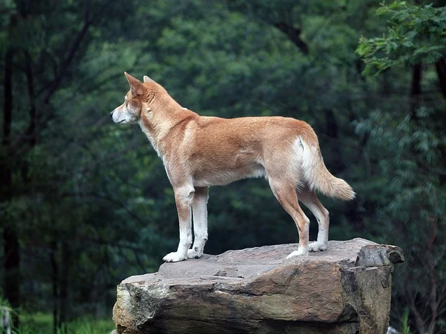 Largest land predator in Australia- the dingo