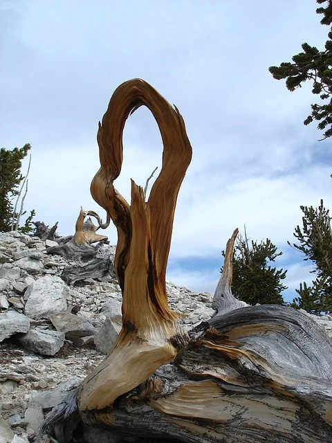 Great Basin National Park Nevada - 12019 / Pixabay