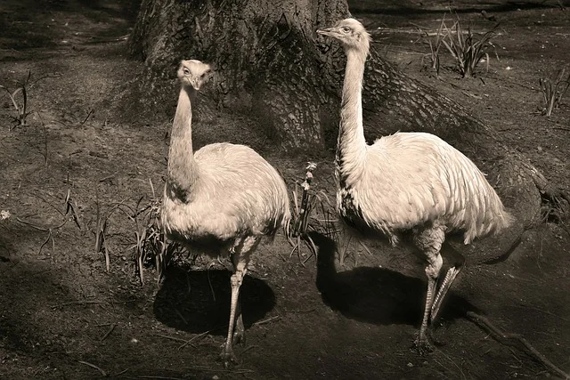 Greater Rhea Bird Flightless  - MabelAmber / Pixabay