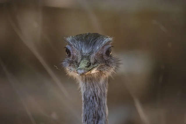 Greater Rhea Bird Head Animal  - fotos1992 / Pixabay